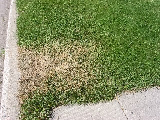 BurntLawnSm_IMG.jpg
