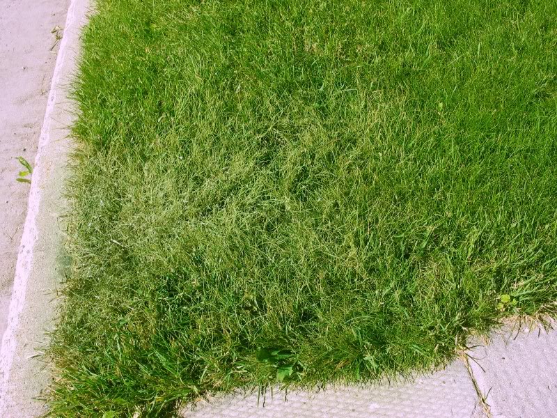 ReDyedLawn_IMG.jpg